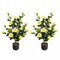 2-Pack 38" Faux Camellia Tree Artificial Floral Plant for Decoration Yellow